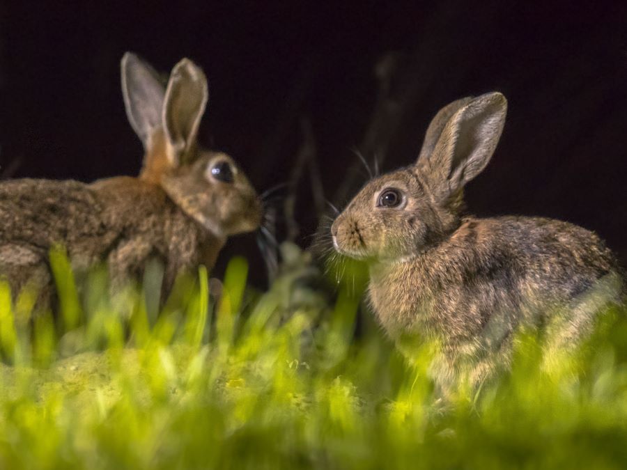 two rabbits at twilight