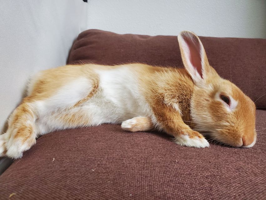 Rabbit lying on its side

