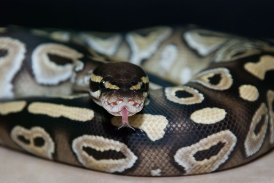 ball python sticking out tongue