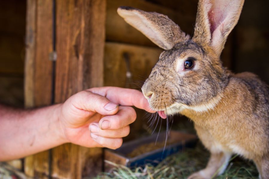 Rabbit with finger next to mouth