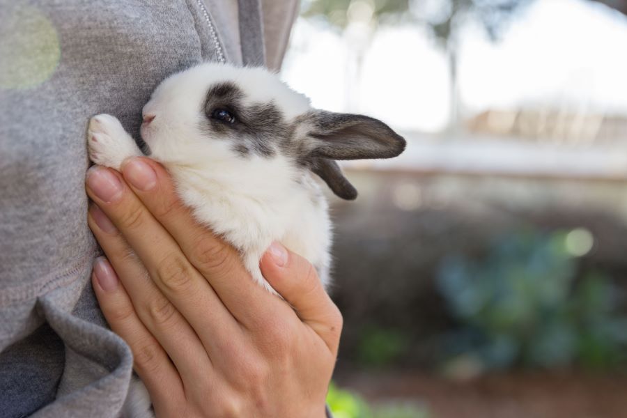 White rabbit being held