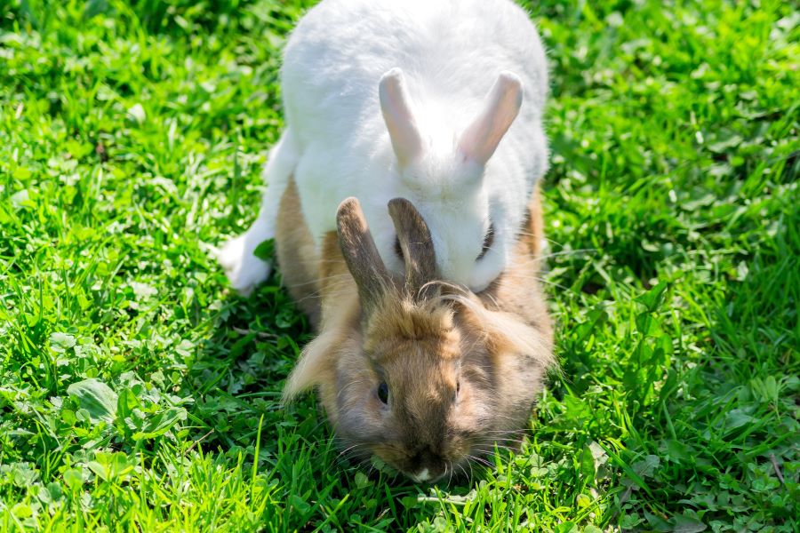 Two rabbits mating