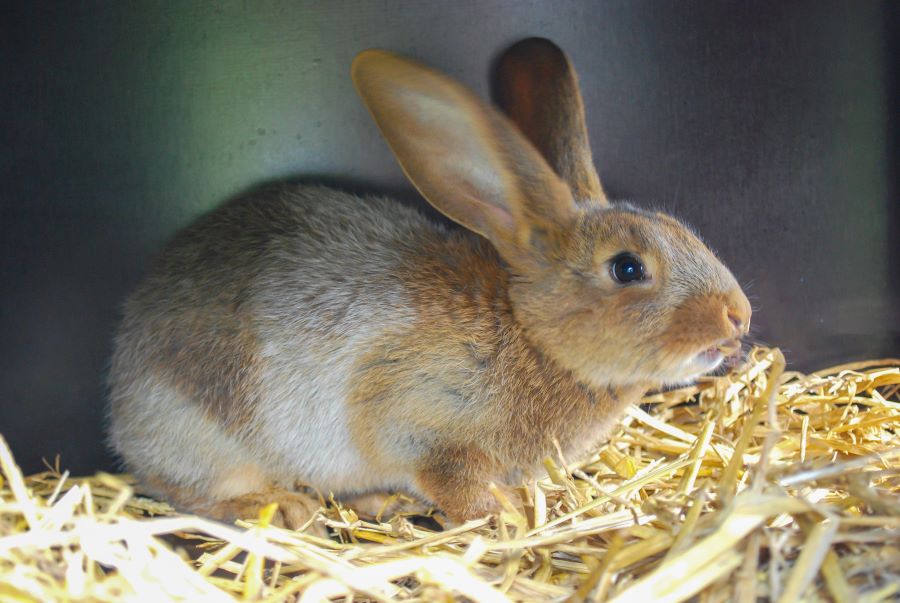 A rabbit sitting in straw