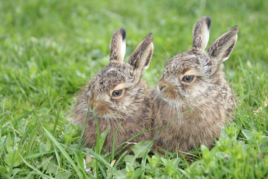 pairs of rabbits