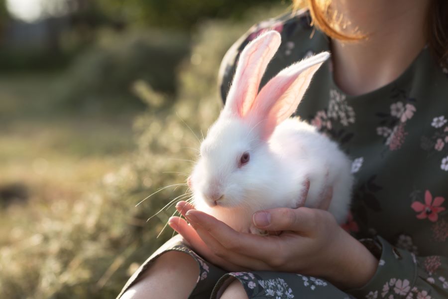 white rabbit held by owner