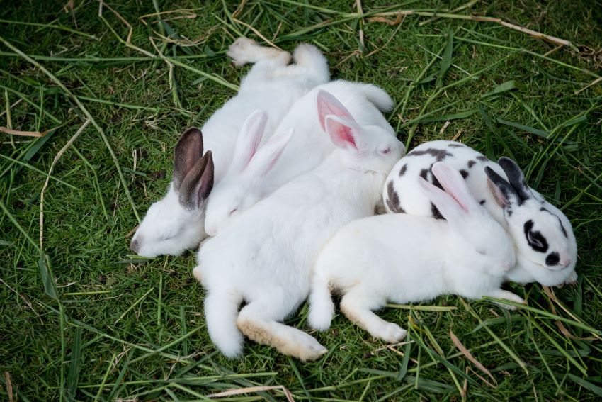 sleeping rabbits on the grass