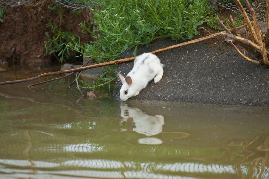 Rabbit on edge of pond