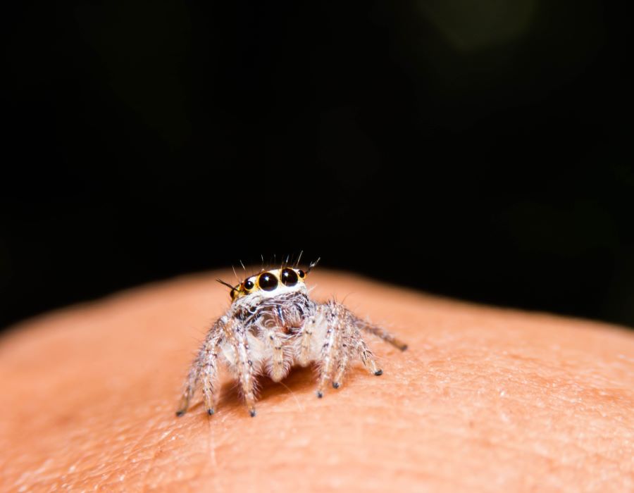 Baby spider on a finger