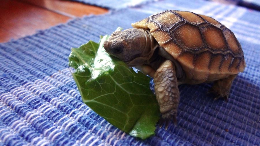 baby tortoise eating a leaf