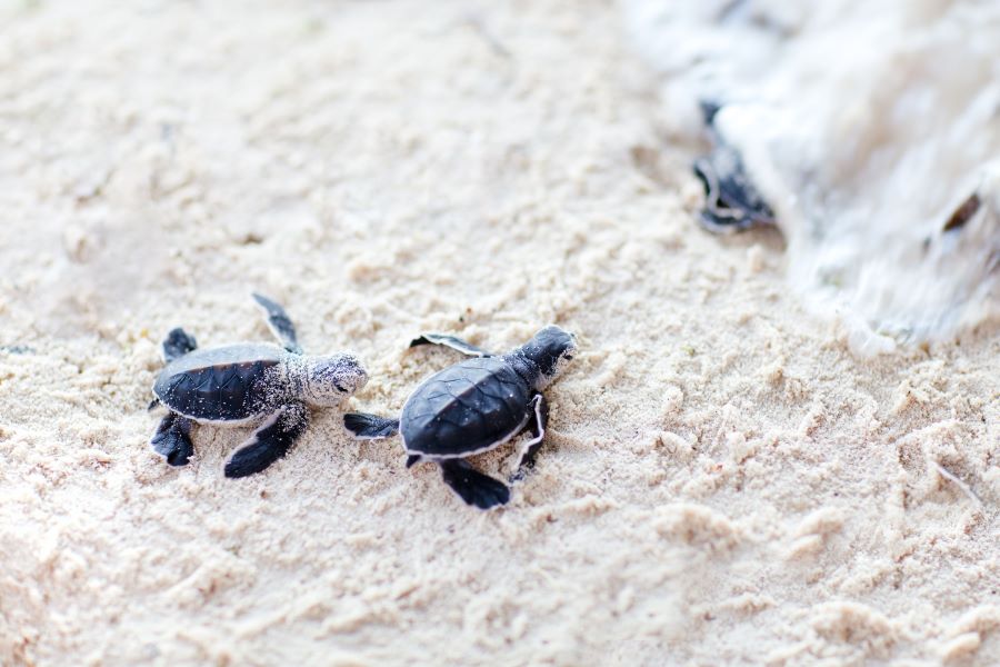 baby turtles near sea