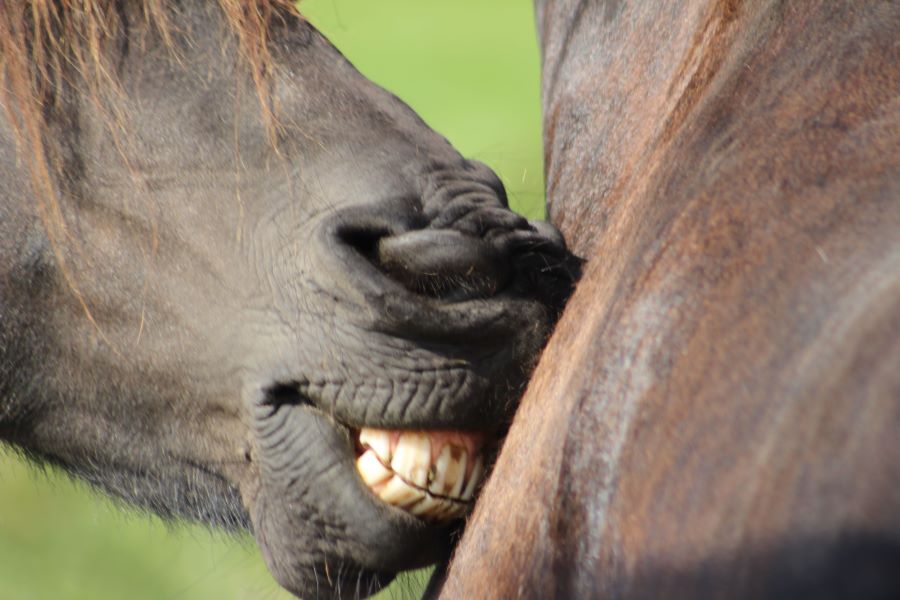 Two horses, one showing its teeth