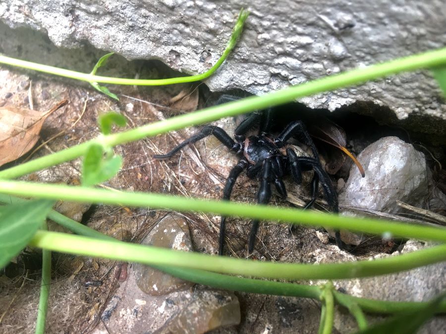 tarantula under a rock