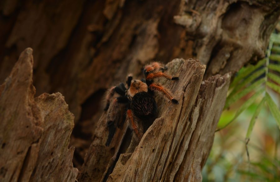 hairy tarantula on a tree