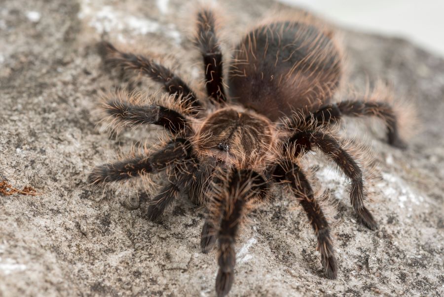 Hairy tarantula on a rock