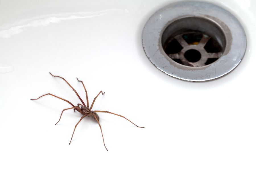 spider next to plughole in bathtub