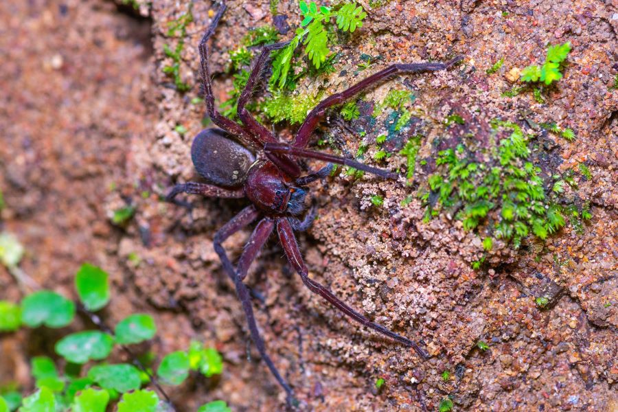 large spider on rock