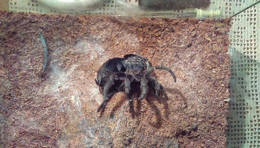 molting large black tarantula