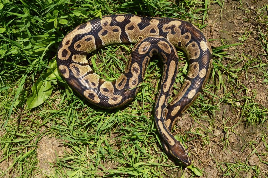 Ball python on the grass