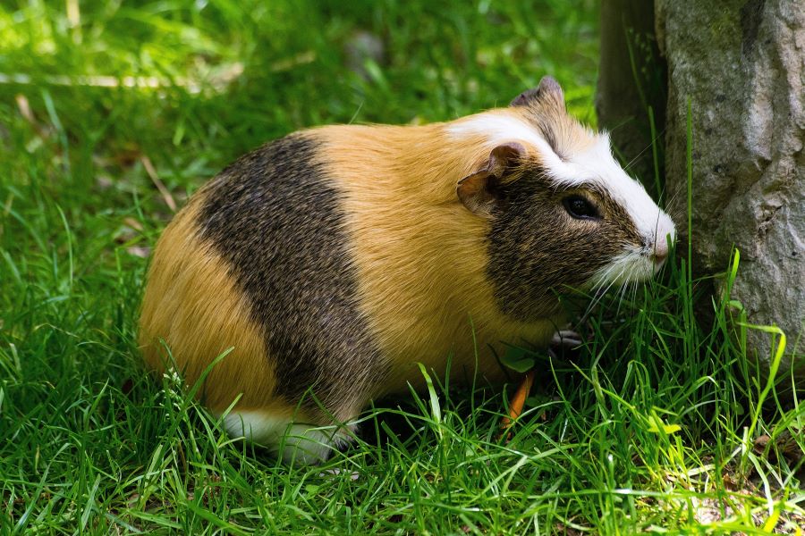 Brown stripy guinea pig