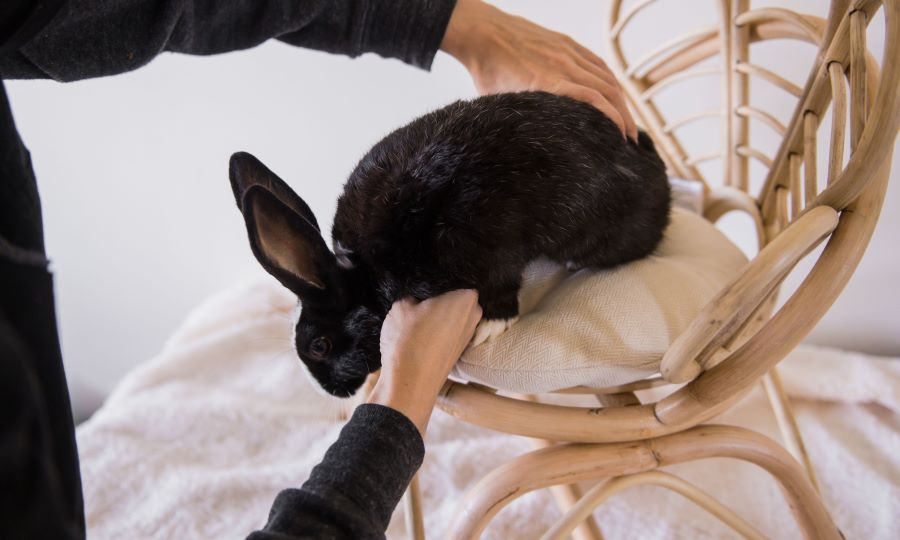 owner picking up a black rabbit off a chair