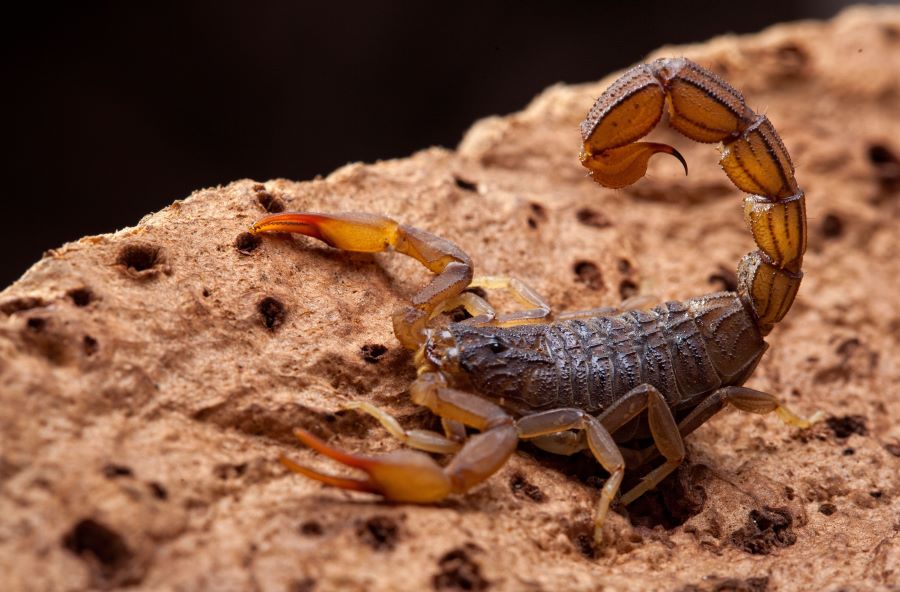 Scorpion on a rock