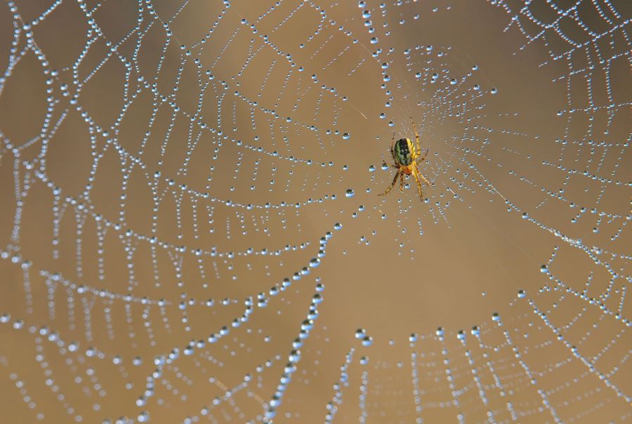 spider on a moist web