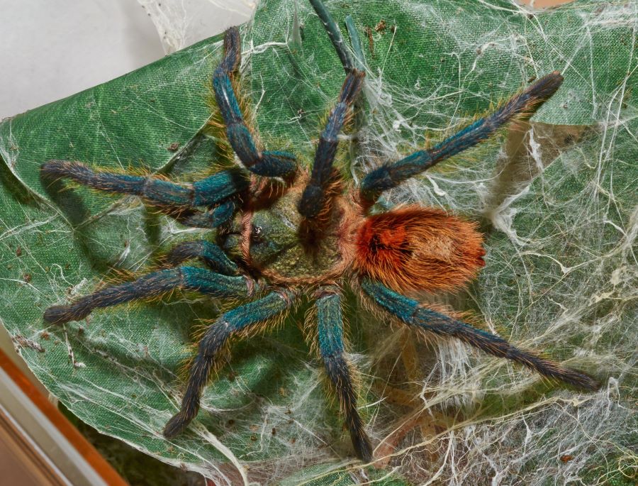 tarantula in a web