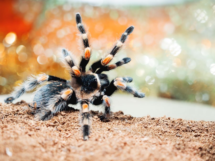 7 reasons your tarantula might dance - a dancing tarantula