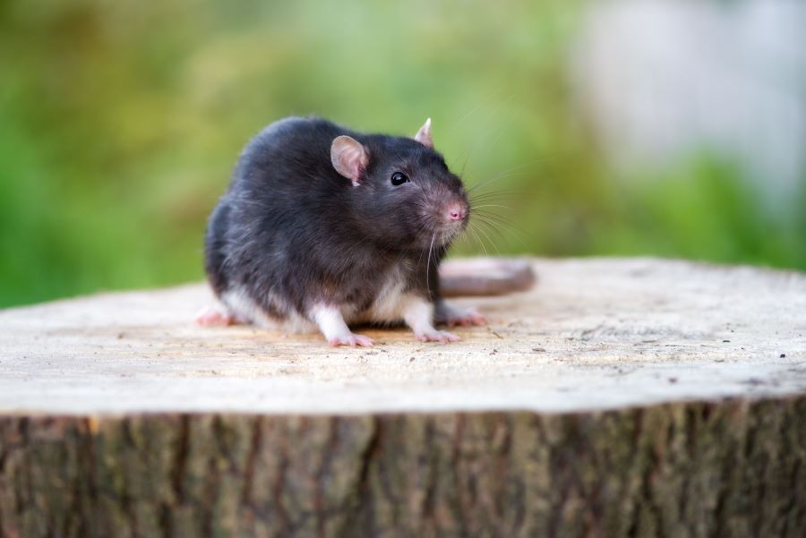 Does rat pee smell - black rat on a log outside