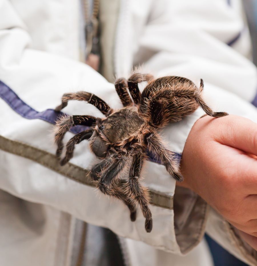 Large hairy tarantula on owner's arm