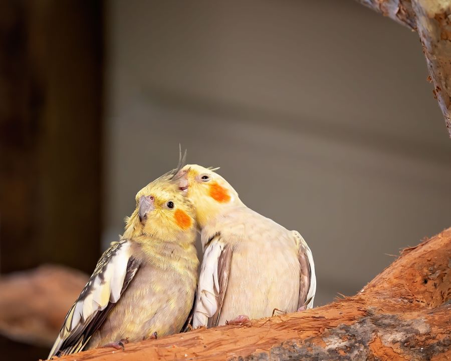 Pair of cockatiels grooming each other