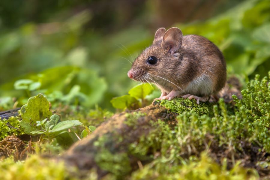 Brown mouse on a log on the forest floor