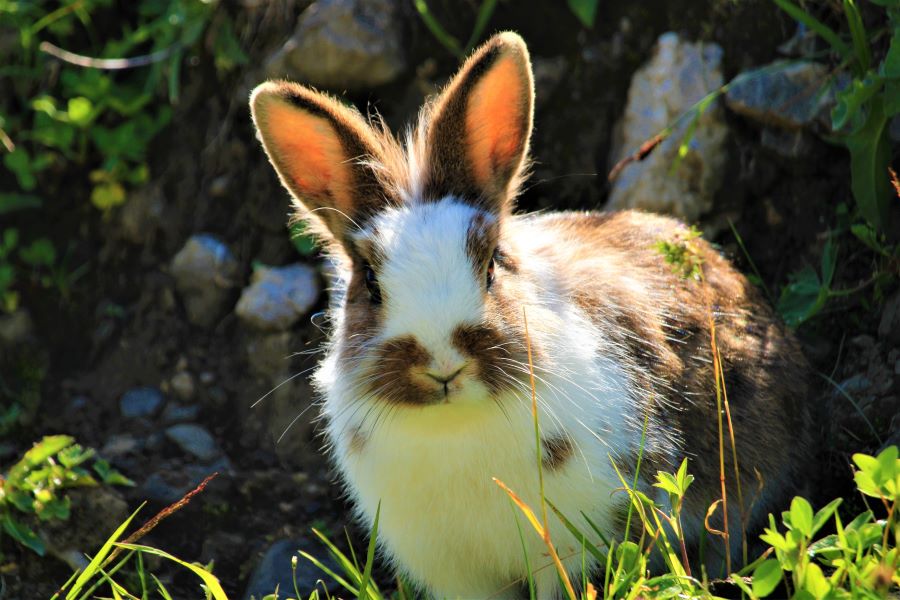 White and brown rabbit