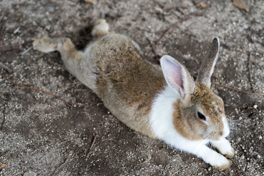 Brown and white rabbit stretched out on ground