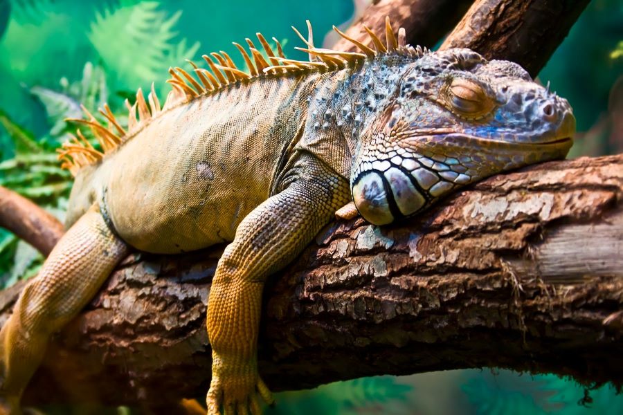 Sleeping iguana in a tree