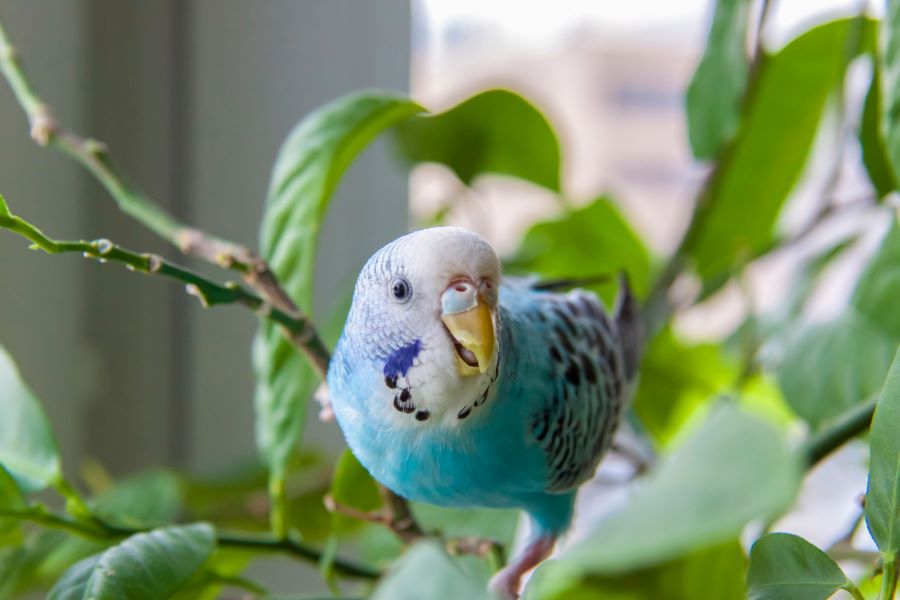 Budgie surrounded by green leaves indoors