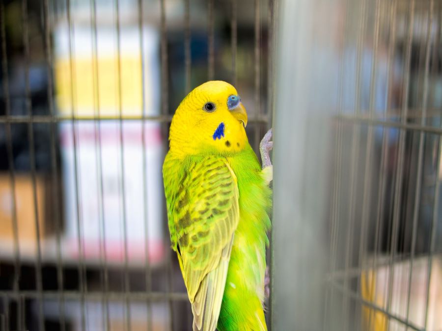 Yellow and green budgie in a cage