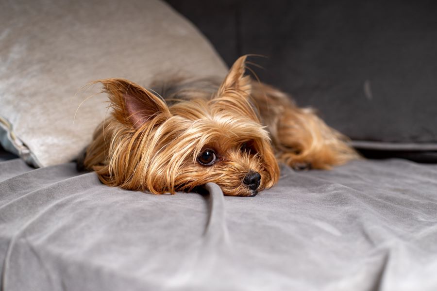 are yorkshire terrier puppies lazy