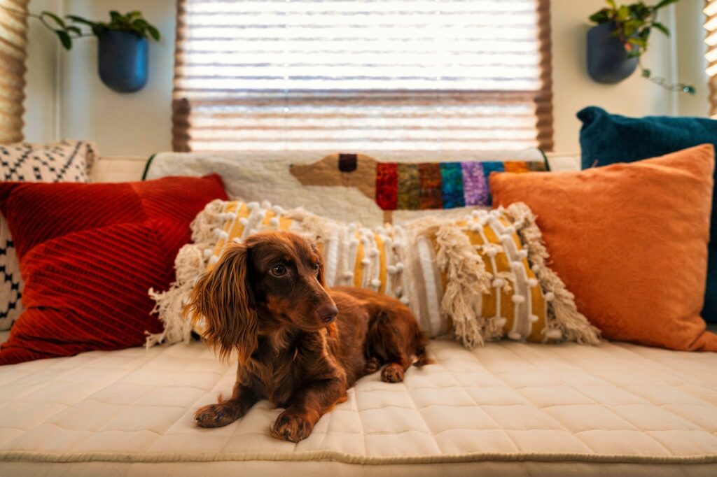 A cute pup on the couch for long-haired dachshund grooming tips