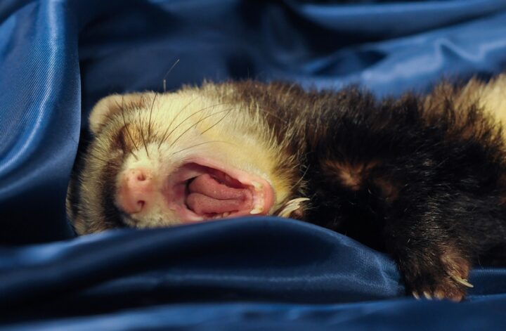 Ferret yawning in a blanket
